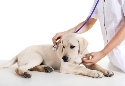 Clinica Veterinaria a Cernusco sul Naviglio - Veterinario per cani - Clinica Veterinaria