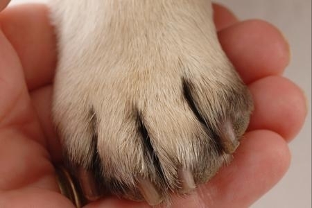 Tieni alla salute del tuo cane? - Clinica Veterinaria