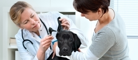 Medicina veterinaria - Clinica Veterinaria