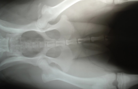 Radiologia veterinaria - Clinica Veterinaria