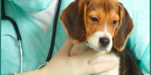 Esami e prestazioni: - Clinica Veterinaria