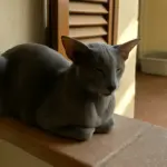Diarrea persistente e pancia gonfia nel gatto: ecco cosa controllare prima della visita