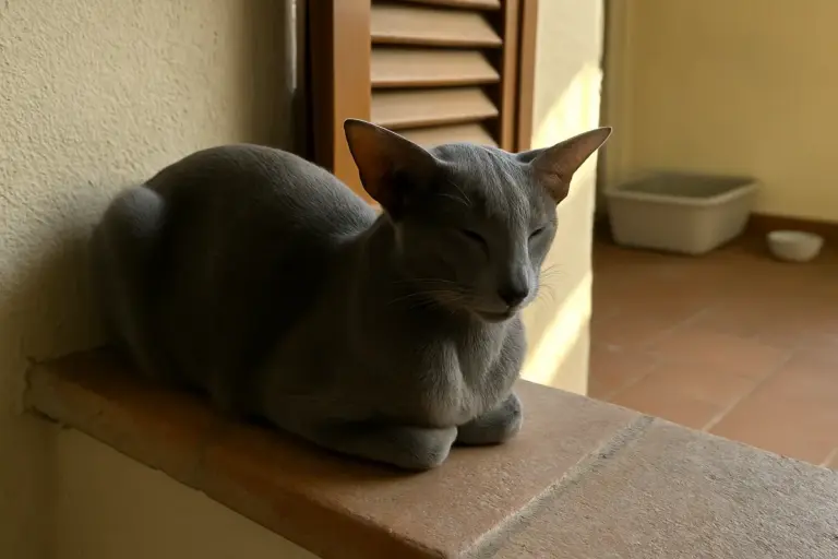 Diarrea persistente e pancia gonfia nel gatto: ecco cosa controllare prima della visita