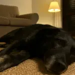 Il tuo cane ulula nel sonno? Cosa sta facendo il suo cervello in quel momento