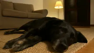 Il tuo cane ulula nel sonno? Cosa sta facendo il suo cervello in quel momento