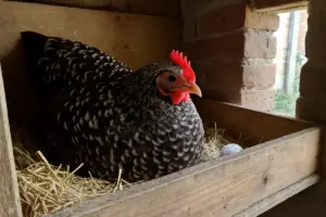 La tua gallina fa la posa sottomessa? il primo uovo arriva entro due settimane