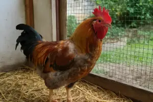 Muta del gallo: tre differenze che separano la muta normale dalla perdita anomala