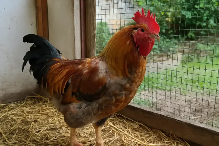 Muta del gallo: tre differenze che separano la muta normale dalla perdita anomala