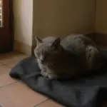 Gatto anziano che ulula di notte: i tre giorni che cambiano tutto