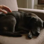 Accarezzare il cane che dorme: cosa sente davvero il suo cervello in quel momento