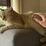 Il gatto ti morde durante le coccole: cosa ha superato il suo limite
