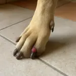 Escrescenza sulla zampa del cane: tre cose da guardare prima di allarmarti