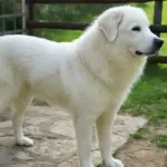 Cane da guardiania: tre comportamenti che devi saper leggere prima che diventino un problema