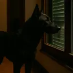 Il tuo cane abbaia di notte senza motivo? Quattro cause che non vedi tu, ma lui sì