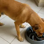 Cane che ingoia tutto in trenta secondi: cosa cambia con la ciotola giusta