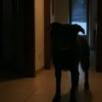 Il cane abbaia di notte: tre cause che si risolvono diversamente