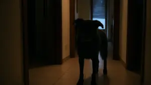 Il cane abbaia di notte: tre cause che si risolvono diversamente